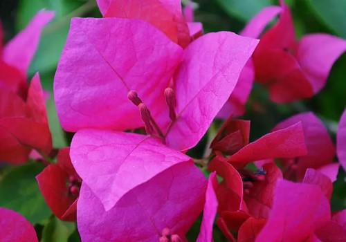 قیمت خرید گل کاغذی با فروش عمده